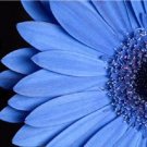 50 The Blues Blue Daisy Felicia Heterophylla Kingfisher Flower Seeds Garden USA Fast Shipping 50 The Blues Blue Daisy Felicia Heterophylla Kingfisher Flower Seeds Garden USA Fast Shipping