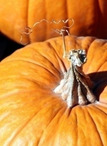 25 Mammoth Gold Pumpkin Cucurbita Maxima Carving Pie Vegetable Seeds Garden USA Fast Shipping