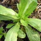 500 Dutch Corn Salad Lambs Lettuce Valerianella Locusta Herb Vegetable Seeds Garden USA Fast Shippin