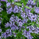20 Blue Surprise Woodruff Asperula Orientalis Azura Herb Flower Seeds Garden USA Fast Shipping