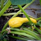 50 Yellow Crookneck Squash Summer Cucurbita Pepo Vegetable Seeds Garden USA Fast Shipping