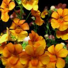 50 Orange Prince Nemesia Strumosa Flower Seeds Garden USA Fast Shipping