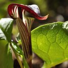 5 Jack In The Pulpit Arisaema Triphyllum Shade Flower Seeds Garden USA Fast Shipping
