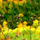 Fall Foilage**8"x10" Original Matted Photo