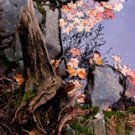 Fall Leaves Resting**8"x10" Matted Original Photo