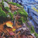 Fall Collage**8"x10" Matted Original Photo