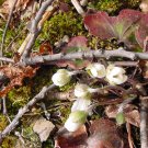 First Spring Flowers**8"x10" Matted Original Photo