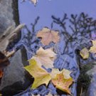 Fall Wonder**"8" x10" **Matted Original Photo