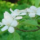 Apple Blossums**8"x10" Matted original Photo