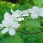 Apple Blossums**8"x10" Matted original Photo