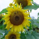 Bee My Sunflower**8"x10" Matted original Photo