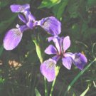 Irises**8"x10" Matted Original Photo