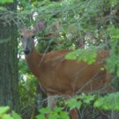 Deer In Woods**8"x10" Matted Original Photo