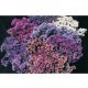 DRIED FLORAL
