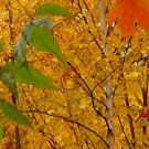 Fall Leaves***Inspirational
