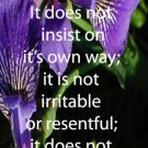 Purple Irises***Biblical/1 Corinth. 13:4-6