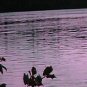 Fannyhow Sunset***Biblical/Psalm 25:1