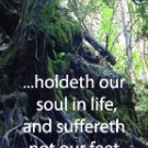 Maganese Tree ravine***Biblical/Psalm 66:9
