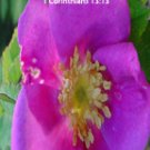 Pink Wild Flower***Biblical/1 Corith. 13:13