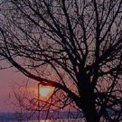 Mason Tree Silhouette***Biblical/Proverbs 23:7