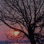 Mason Tree Silhouette***Biblical/Proverbs 23:7