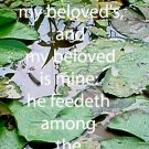 Water Lilies***Biblical? Song of Solomon 6:3