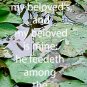 Water Lilies***Biblical? Song of Solomon 6:3