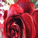Wooden Rose, Eloquence**Inspirational