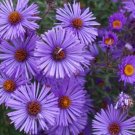 1000 New England Aster Purple Perennial Heirloom Non GMO Fast Grow USA Seller
