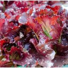 5000 Ruby Leaf Lettuce Seeds Non GMO Lactuca Sativa Fast Grow USA Seller