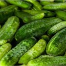 300 Boston Pickling Cucumber Seeds Non GMO Cucumber Seeds Fast Grow USA Seller