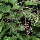 100 European Black Elderberry Tree Seeds For Planting Fast Grow USA Seller