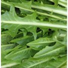 1000 Heirloom Italian Dandelion Catalogna Emerald Endive Seeds Non GMO Fast Grow USA Seller