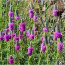 500 Purple Prairie Clover Seeds Wildflower Perennial Fast Grow USA Seller