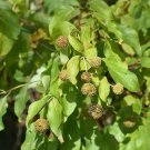 100 Buttonbush Seeds Cephalanthus Occidentalis Non GMO  Fast Grow USA Seller