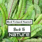 Red Veined Sorrel Non Gmo Tasty & Delicio Grows Fast Easy and Fast to Grow Red Veined Sorrel Non Gmo Tasty & Delicio Grows Fast Easy and Fast to Grow