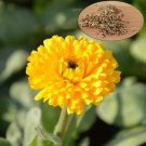 Calendula Pot Marigold Calendula Officinalis 25 Seeds Seeds Easy and Fast to Grow Calendula Pot Marigold Calendula Officinalis 25 Seeds Seeds Easy and Fast to Grow