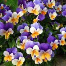 100 Pansy Seeds Majestic Giant Sea Breeze Blotch Mix Flower Seeds Easy and Fast to Grow