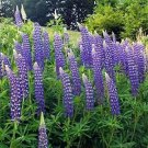 Lupinperennis Wild Lupine Sundial Lupine 50 Seeds Easy and Fast to Grow