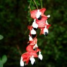 Pithecellobium Dulce Madras Thorn Manilla Tamarind Camachile 5 Seeds Easy and Fast to Grow