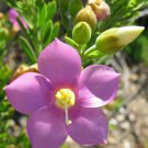 Orphium Frutescens Sea Rose Sticky Flower Chironia Arenaria 20 Seeds Easy and Fast to Grow
