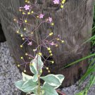 Talinum Paniculatum Jewels Opar Fame Flower 20 Seeds Easy and Fast to Grow