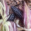 Peruvian Inca Purple Maiz Morado Corn 50 Seeds Easy and Fast to Grow