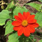 Mexican Sunflower 50 Fresh Seeds Pollinator Easy and Fast to Grow Mexican Sunflower 50 Fresh Seeds Pollinator Easy and Fast to Grow