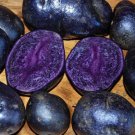 Rare True Potato Seeds 40 Tps Purple Majesty Reds Blue Color Mix Tps Potatoes Easy and Fast to Grow
