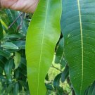 Fresh Mango Leaves Organic All Natural No Pesticide No Chemicals From Florida Easy and Fast to Grow