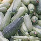 Zucchini Grey Summer Squash Seeds Heirloom Nongmo High Germination Easy and Fast to Grow
