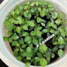 5 Seeds River Leaf Vine Seeds Hat Lá Giang High Germination Rate 85% Easy and Fast to Grow