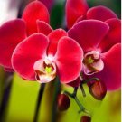 20 Seeds For Red Orchid Rare Flower Bloom Garden Exotic House Plant Easy and Fast to Grow 20 Seeds For Red Orchid Rare Flower Bloom Garden Exotic House Plant Easy and Fast to Grow