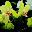 20 Seeds For Green Orchid Rare Flower Bloom Garden Exotic House Plant Easy and Fast to Grow 20 Seeds For Green Orchid Rare Flower Bloom Garden Exotic House Plant Easy and Fast to Grow
